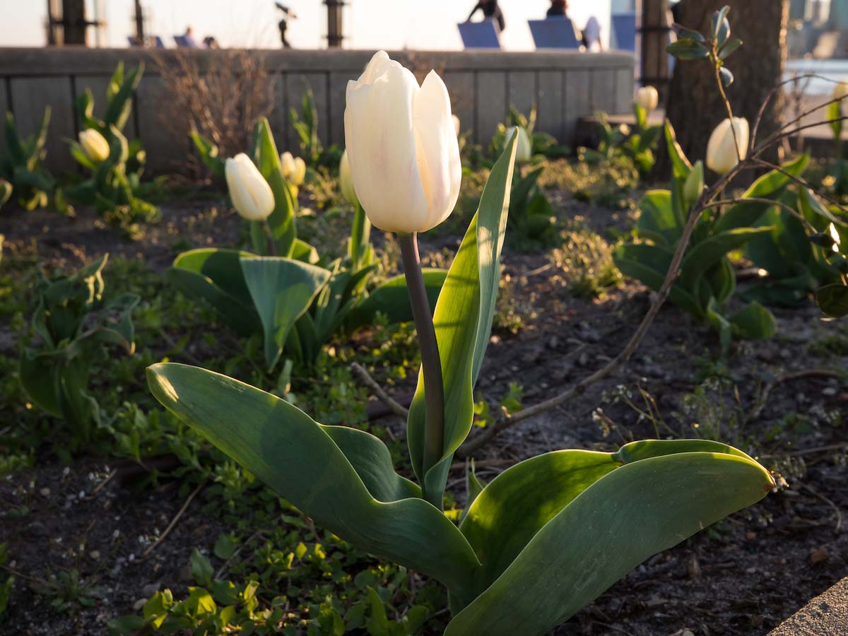 White Tulips